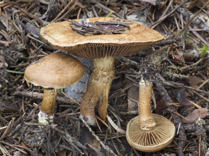 Inocybe terrigena